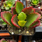 Kalanchoe Longiflora