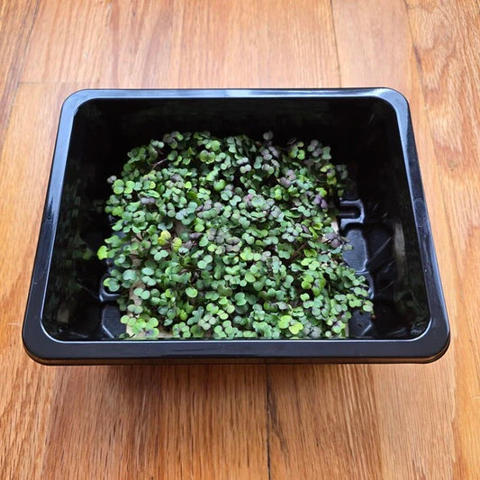 Kale Kalefetti Mix Microgreens Seeds
