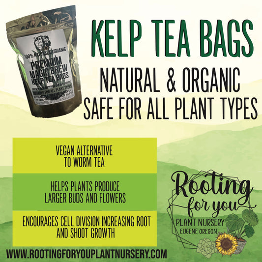VEGAN Premium Magic Brew KELP Tea Bags Natural & Organic 4 Tea Bags MAKES 8 GALLONS - Oregon Licensed Nursery - Easy to Brew in your watering can!