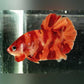 Betta Nemo (Male)