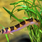 Kuhli Loach