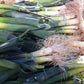 LEEK Seeds, American Flag