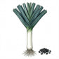 LEEK Seeds, American Flag