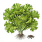 LETTUCE Seeds, Salad Bowl