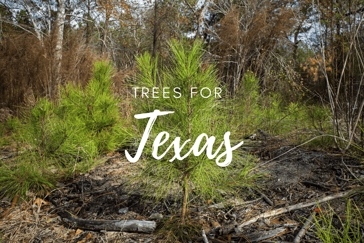 Planta un árbol para alguien en Texas - Árboles conmemorativos y de homenaje