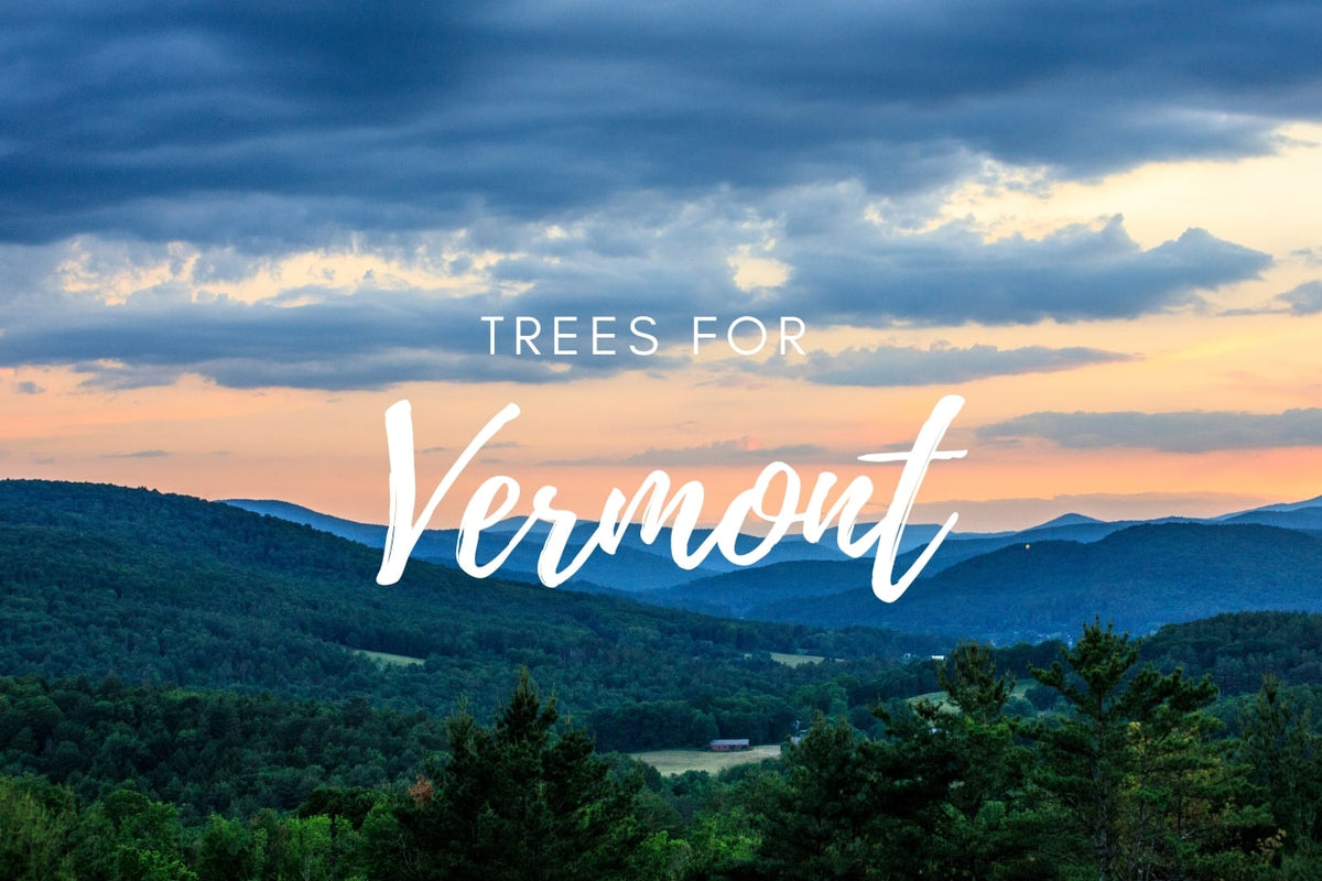 Planta un árbol para alguien en Vermont - Árboles conmemorativos y de homenaje