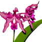 Laeliocattleya Margaret Ackerley