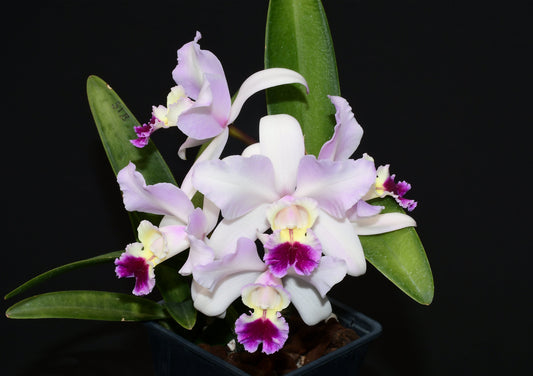 Cattleya Uzhupud Garden