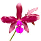 Laeliocattleya Eduardo Andrade