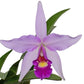 Laeliocattleya Interceps