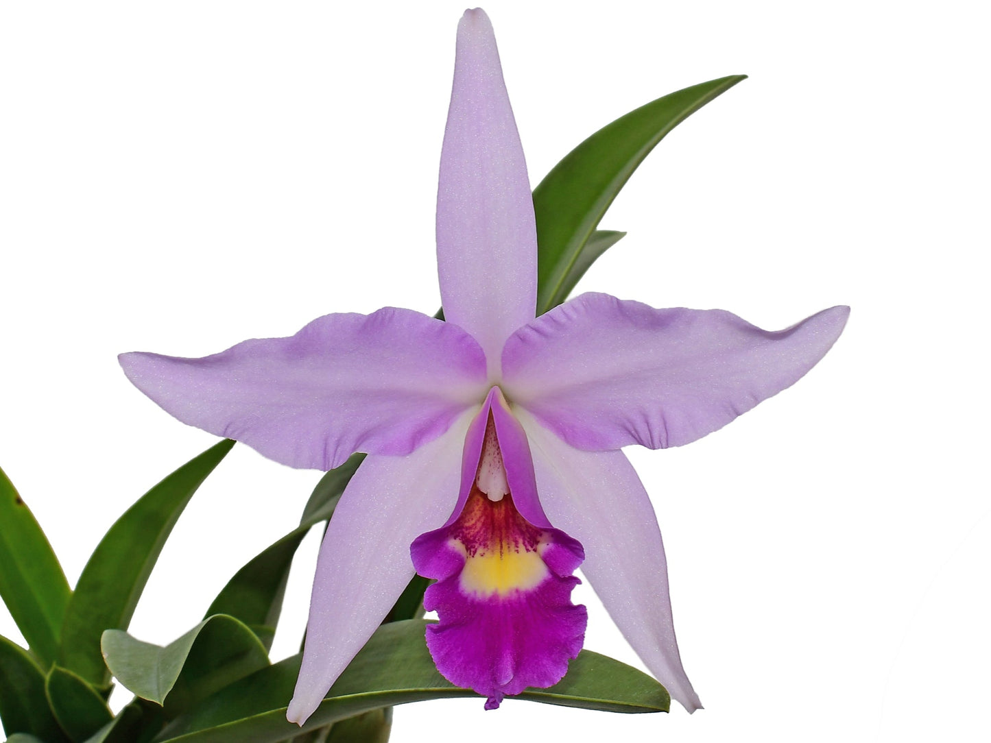 Laeliocattleya Interceps