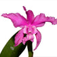 Laeliocattleya Margaret Ackerley