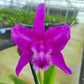 Laeliocattleya Maria