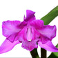 Laeliocattleya Maria
