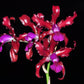 Laeliocattleya Mi Morena