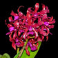 Laeliocattleya Mi Morena