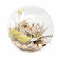 Large Hand-Blown Glass Terrarium with Tillandsia Caput Medusae & Harrisii