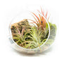 Large Hand-Blown Glass Terrarium with 3 Tillandsia Ionantha Air Plants