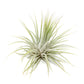 SALE - XL Tillandsia Ionantha Guatemala Air Plants - Set of 10 or 20 - 40% Off