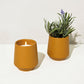Rooted Candles