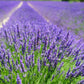 500 True ENGLISH LAVENDER VERA Lavandula Angustifolia Vera Herb Purple Flower Seeds