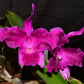 Laeliocattleya Maria