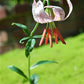 15 WESTERN HYBRIDS LILY Tiger, Leopard, Lemon, Alpine, Kellogg - Mixed Colors Pink, Red, Yellow, Orange - Native Lilium Flower Seeds