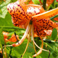 20 Orange TURKS CAP Tiger LILY Lilium Superbum Heirloom Native Perennial Flower Seeds