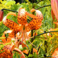 20 Orange TURKS CAP Tiger LILY Lilium Superbum Heirloom Native Perennial Flower Seeds