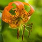 20 Orange TURKS CAP Tiger LILY Lilium Superbum Heirloom Native Perennial Flower Seeds
