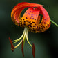 20 Orange TURKS CAP Tiger LILY Lilium Superbum Heirloom Native Perennial Flower Seeds