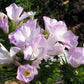 1000 California MOUNTAIN PHLOX Linanthus Grandiflorus Leptosiphon Flower Seeds