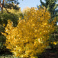 10 SPICEBUSH Wild Allspice Lindera Benzoin Northern Spice Bush Red Berry Yellow Flower Seeds