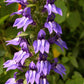 500 GREAT BLUE LOBELIA Lobelia Siphilitica Flower Seeds