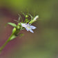 250 Blue INDIAN TOBACCO (Indian Lobelia) Lobelia Inflata Flower Seeds