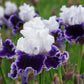 Local Ocean Bearded Iris Quart Container