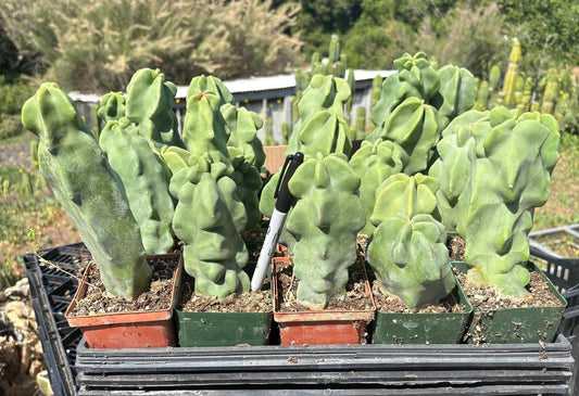 Lophocereus schottii Monstrose Totem Pole Cactus Potted in 6”  container