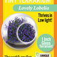 Flowering Tiny Terrariums Bundle - 1 each of 6 Varieties