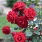 Loves Promise Rose 1.5 gallon Pot