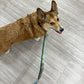Adjustable Hands-Free Leash 3/4''