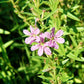 1000 Lythrum alatum Seeds | Winged Loosestrife | Native Perennial Wetland Plant | Pollinator-Friendly Meadow & Garden