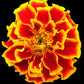 MARIGOLD Seeds, Sparky Mix
