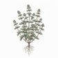MARJORAM Seeds, Sweet