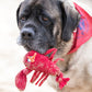 McCracken Lobsta™ Knottie® Plush Dog Toy