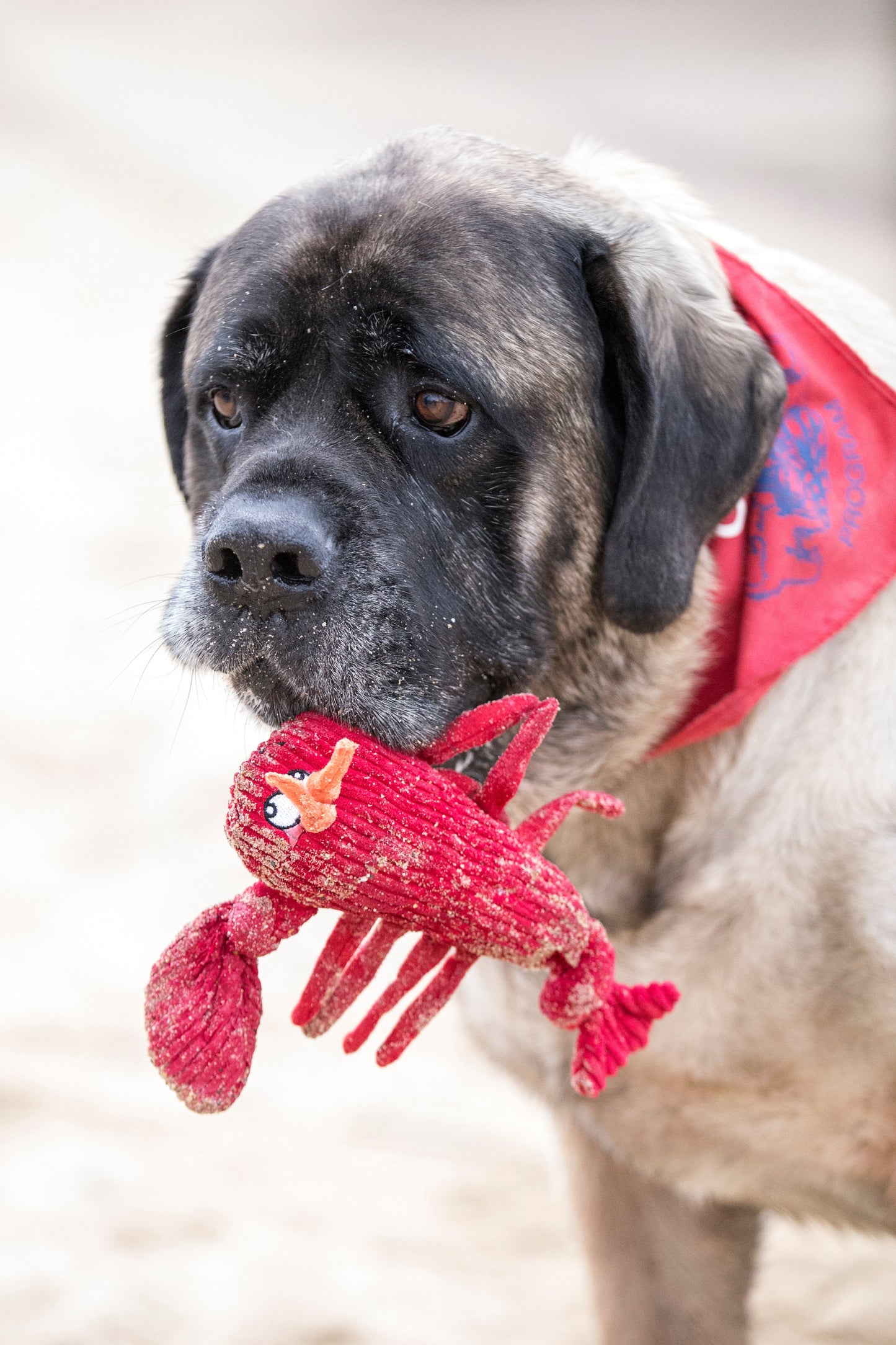 McCracken Lobsta™ Knottie® Plush Dog Toy