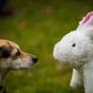 Squooshie™ Bunny Plush Dog Toy
