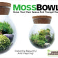 MossBowl- Grow Your Own Beautiful Moss Garden, Complete Kit Come with 3 Mosses!