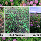 Medium Red Clover Seed