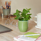 Garden Vibes Candle/Planter 2-in-1
