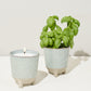 Glow & Grow Kits